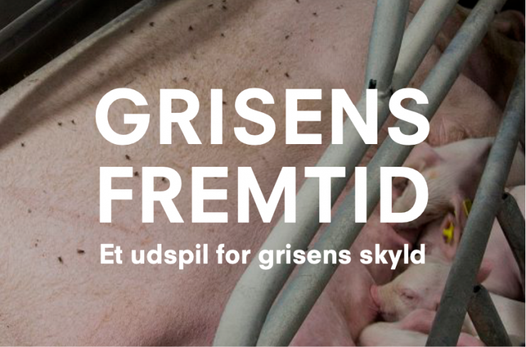 Grisens Fremtid – et udspil for grisens skyld